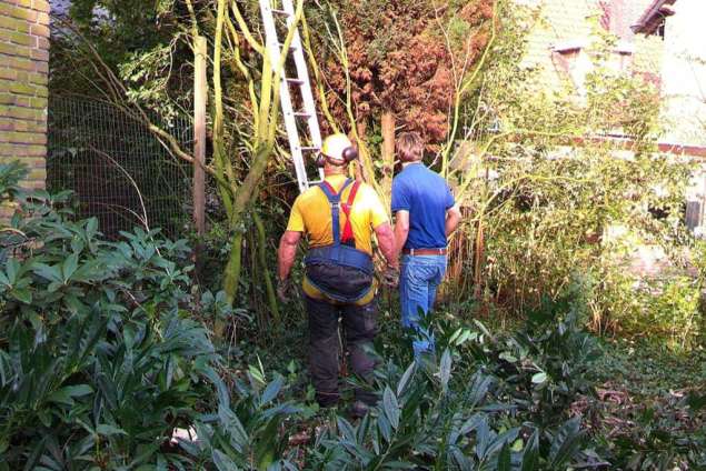 sint michielsgestel  den bosch breda eindhoven loon op zand rooien en kappen van bomen loofbomen naaldbomen esdoorn walnotenboom eik coniferen verwijderen van omgevallen bomen bij een storm